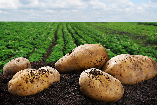 Картофельное поле